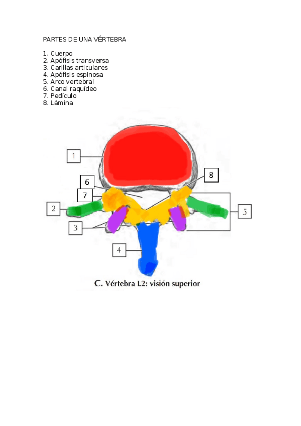 Miniatura del documento PARTES-DE-LA-VERTEBRA.docx