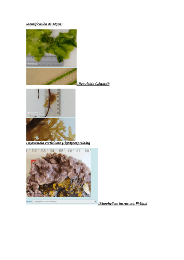 Miniatura del documento Identificacion-de-Algas.pdf