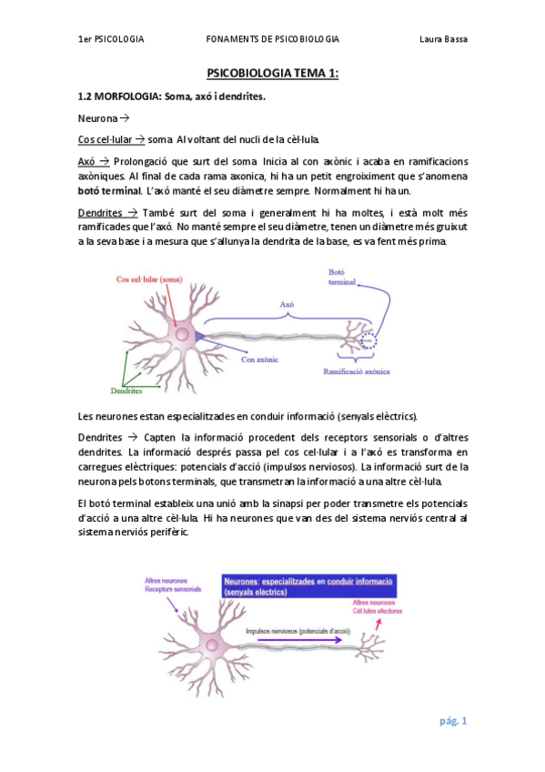 Miniatura del documento TEMA 1- CÈL·LULES SN.pdf