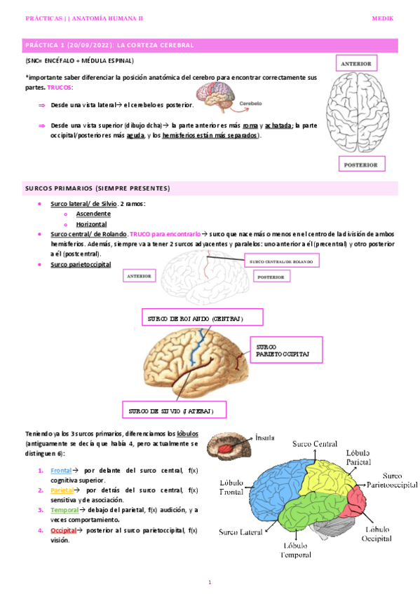 Miniatura del documento PRACTICA-1-ANATO II.pdf