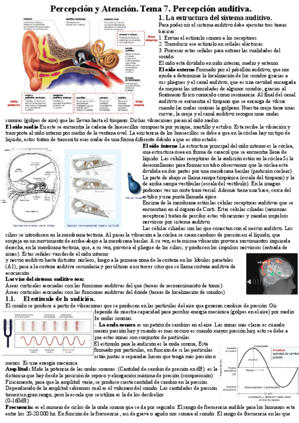Miniatura del documento Percepcion-y-Atencion.pdf