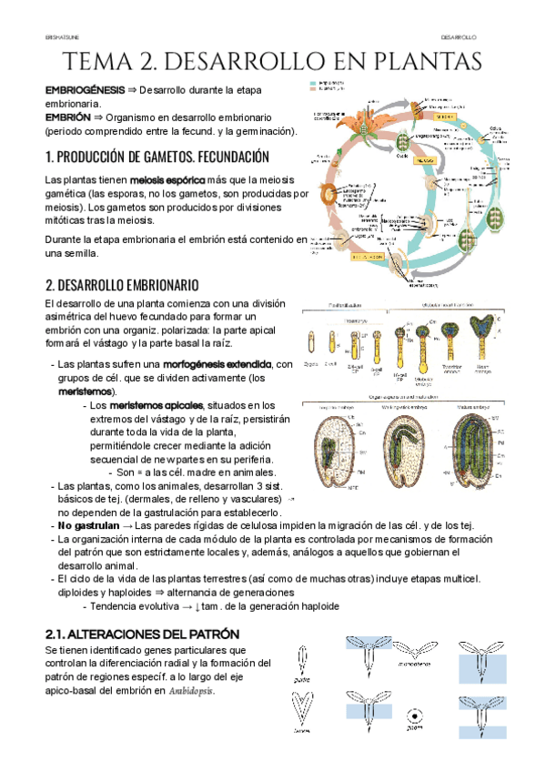 Miniatura del documento Tema-2-Desarrollo-en-plantas.pdf