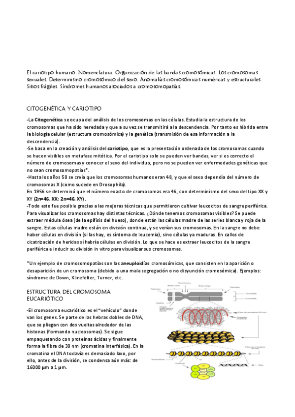 Miniatura del documento apuntes genetica.pdf