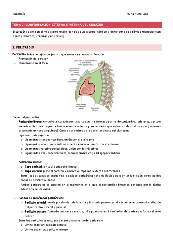 Miniatura del documento TEMA-2-Configuracion-externa-e-interna-del-corazon.pdf