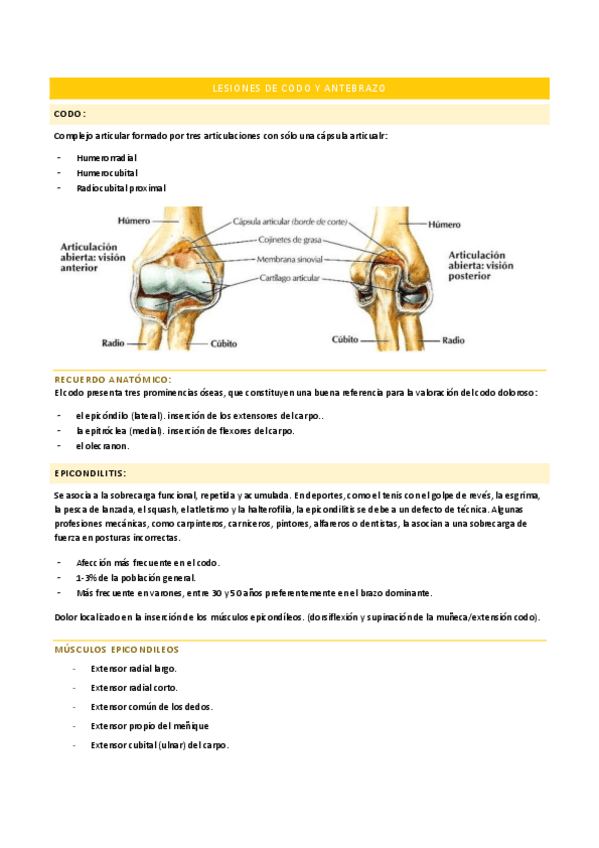 Miniatura del documento CODO-Y-ANTEBRAZO.pdf