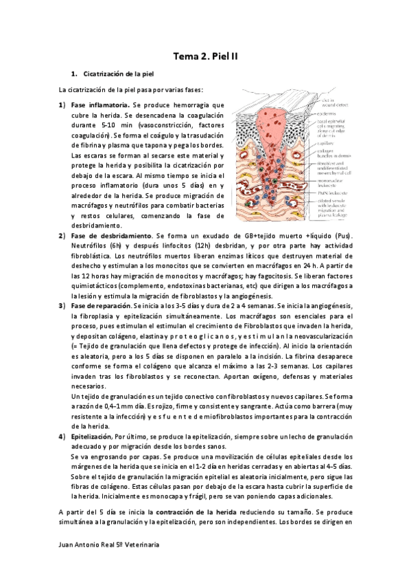 Miniatura del documento Tema-2.pdf