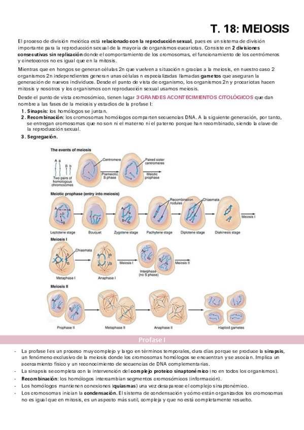 Miniatura del documento TEMA-18.pdf
