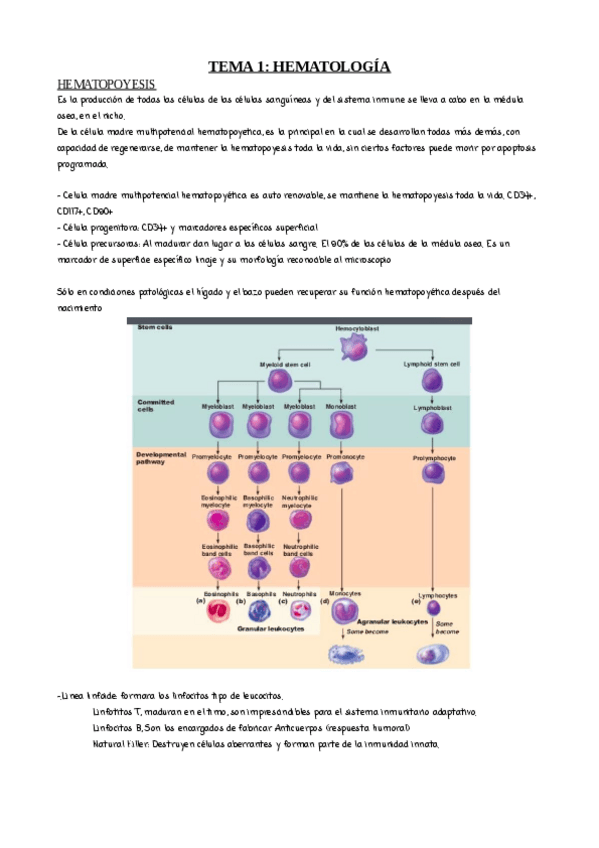 Miniatura del documento ilovepdfmerged-2.pdf