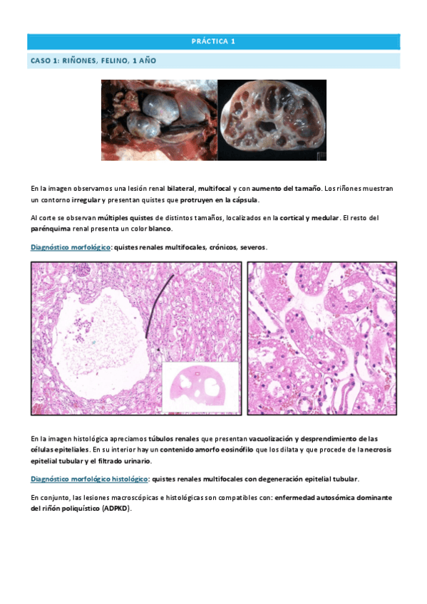 Miniatura del documento Practicas-APE-I.pdf