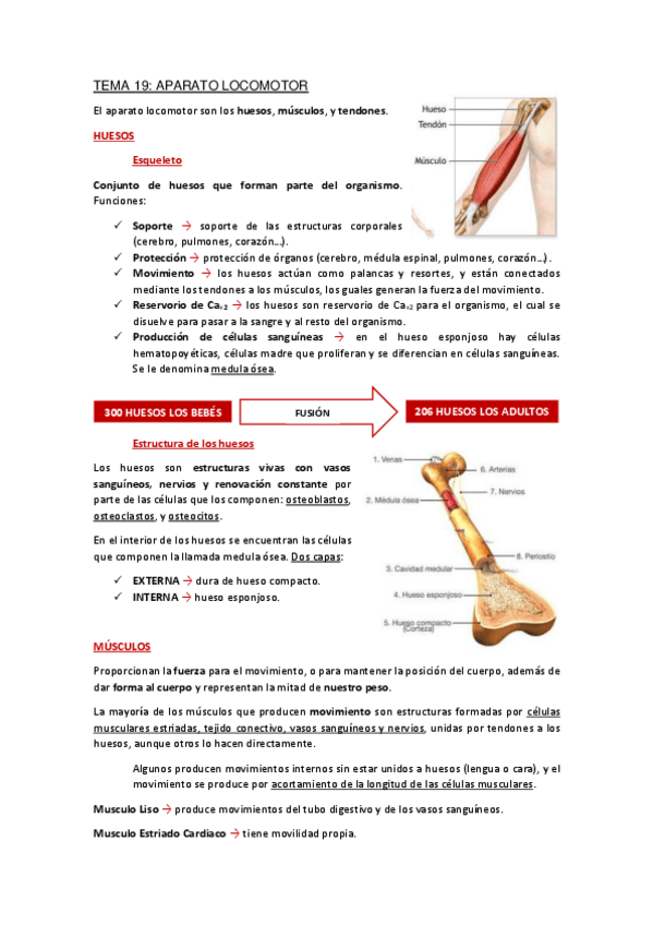 Miniatura del documento Apuntes-Tema-19.pdf