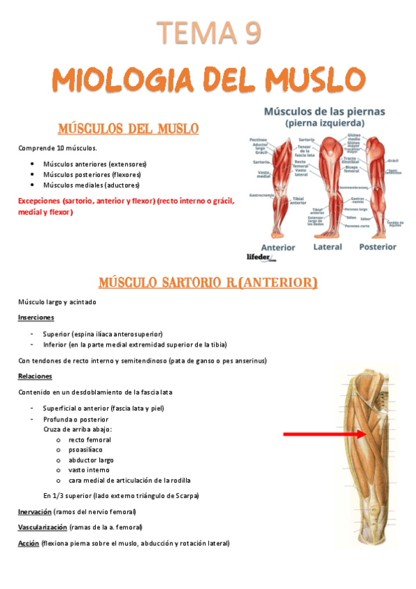 Miniatura del documento Tema-9-Miologia-del-muslo.pdf