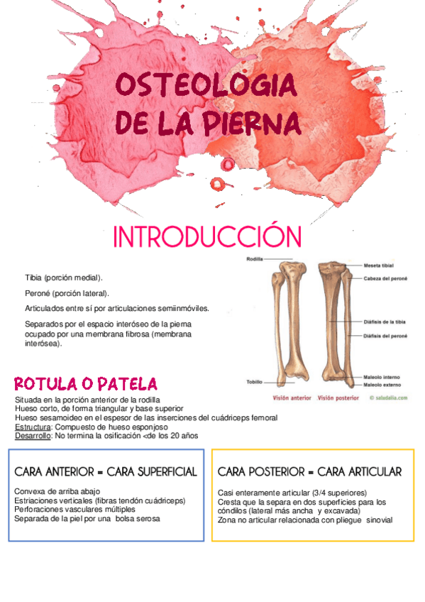 Miniatura del documento Tema2-Osteologia-de-la-pierna.pdf