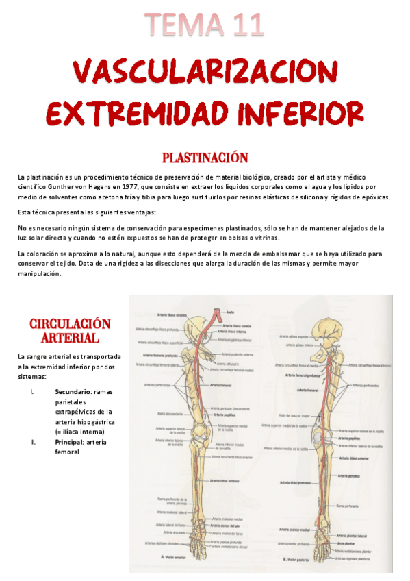 Miniatura del documento Tema-11-Vascularizacion.pdf
