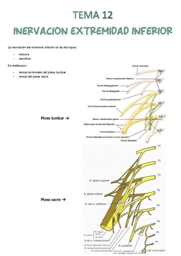Miniatura del documento Tema-12-Inervacion.pdf