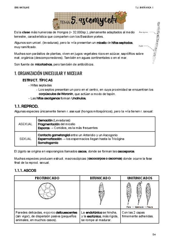 Miniatura del documento Tema-5-Ascomycotas.pdf