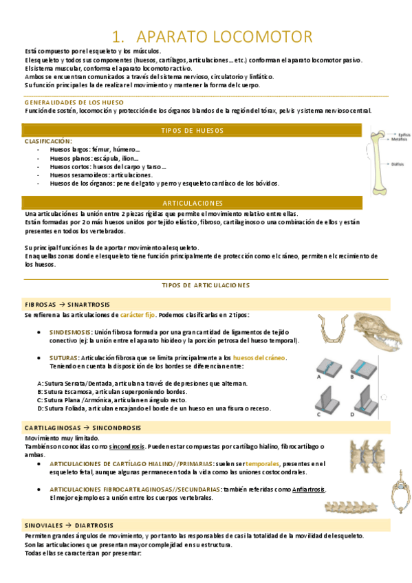 Miniatura del documento Aparato locomotor