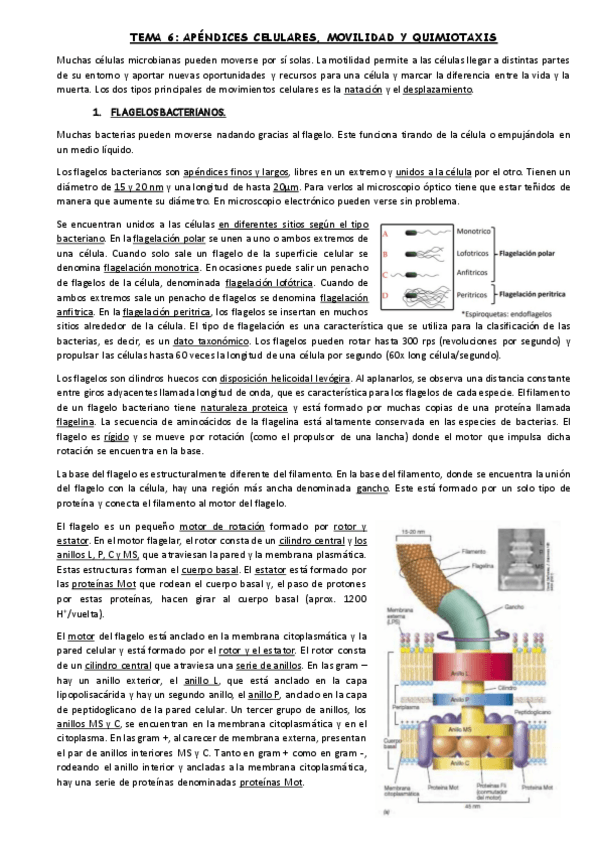 Miniatura del documento TEMA-6.pdf