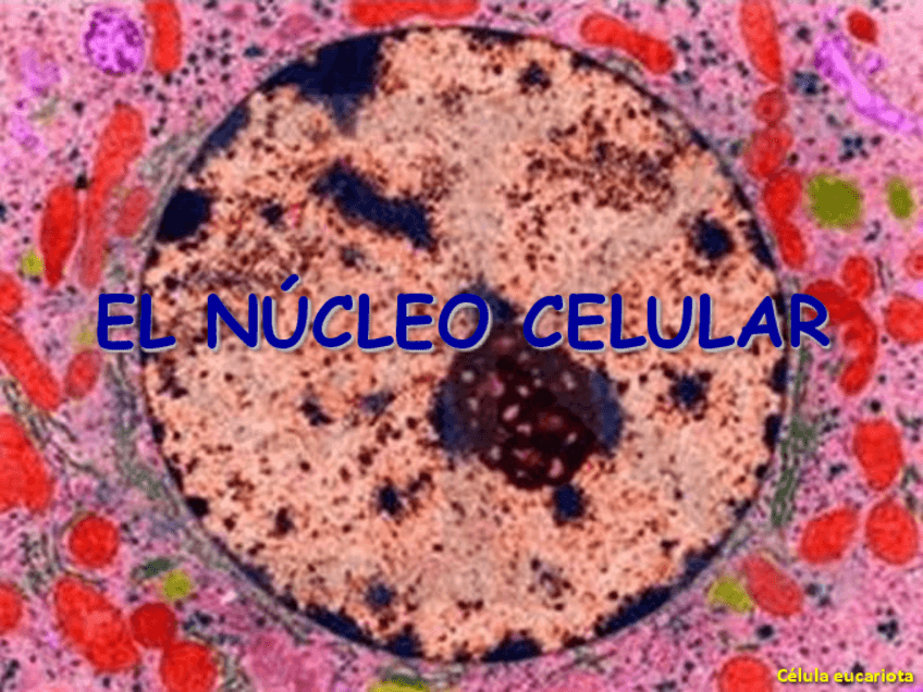 Miniatura del documento nucleocromosomasadn4eso.pdf