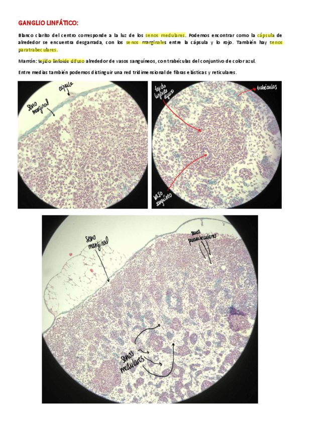 Miniatura del documento PRACTICA-2.pdf