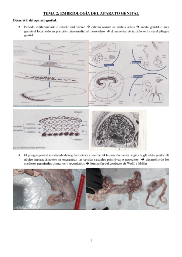 Miniatura del documento TEMA-2-REPRO.pdf