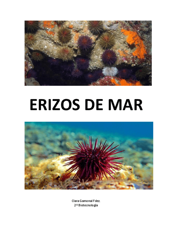 Miniatura del documento Erizos-de-mar.pdf