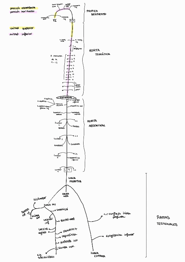 Miniatura del documento RESUMEN-AORTA-.pdf