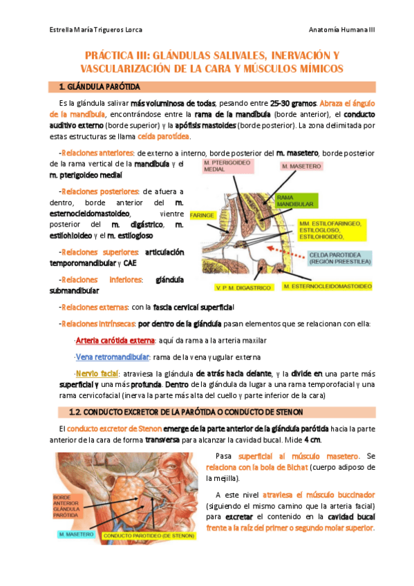 Miniatura del documento _.PRÁCTICA 3_ANATOMÍA III