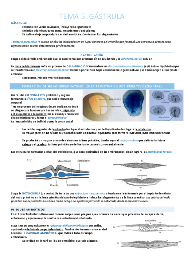 Miniatura del documento Gástrula. Ectodermo y Neurulación.pdf
