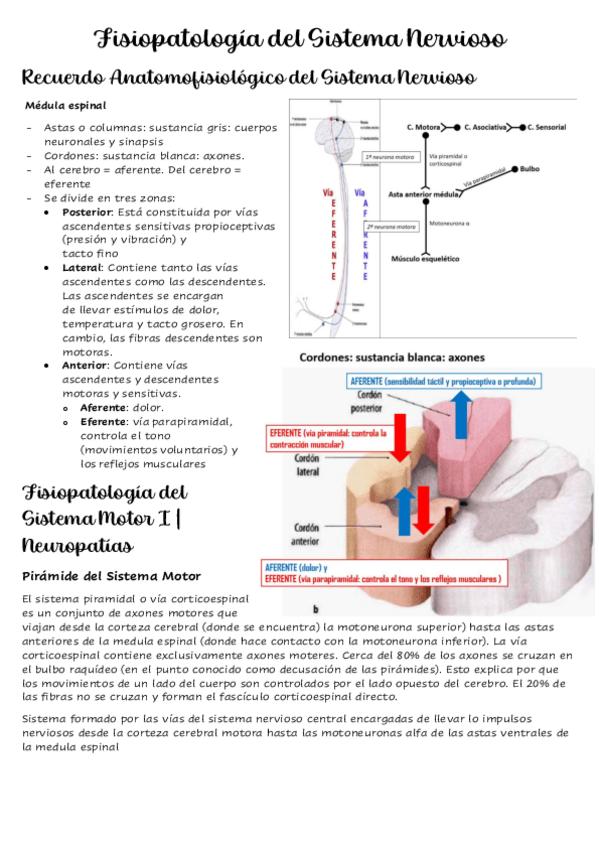 Miniatura del documento Tema-2-Fisiopatologia-del-Sistema-Nervioso.pdf