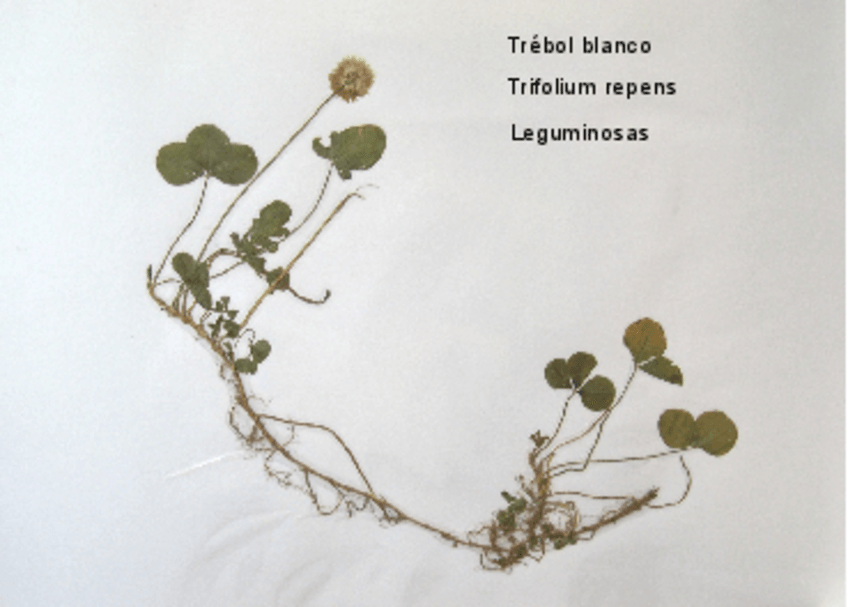 Miniatura del documento Practica-2-Identificacion.pdf