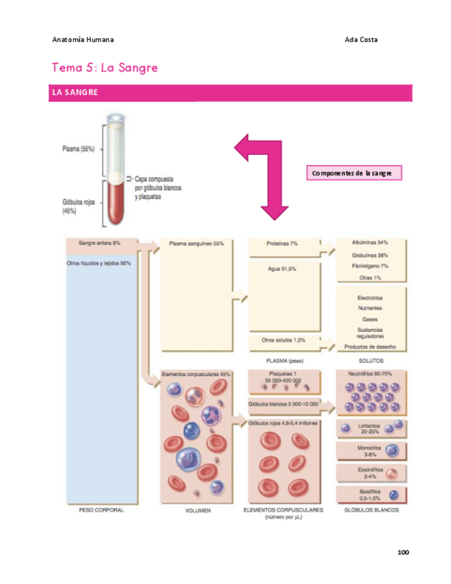 Miniatura del documento Anatomia-Tema-5.pdf