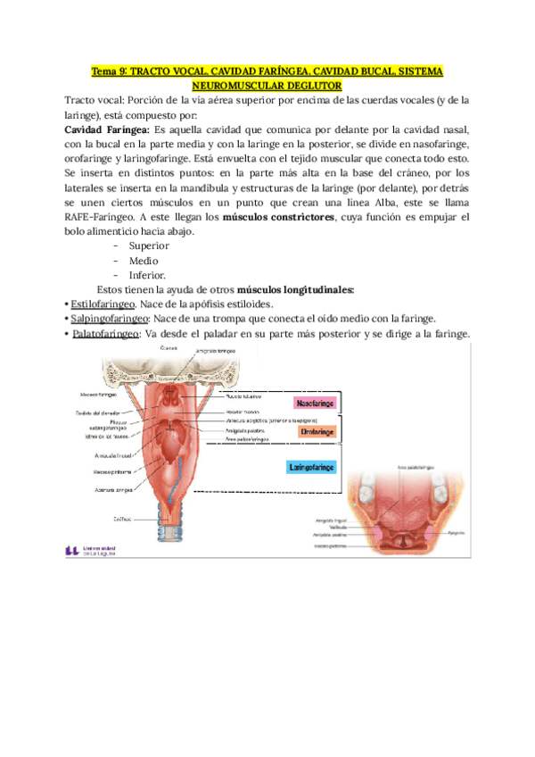 Miniatura del documento Tema-9-TRACTO-VOCAL.pdf