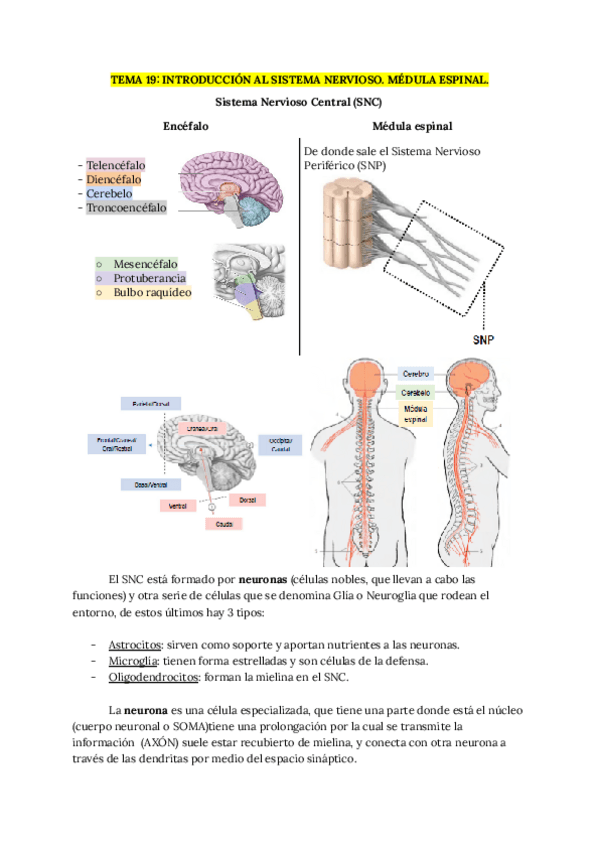 Miniatura del documento TEMA-19-SISTEMA-NERVIOSO.pdf