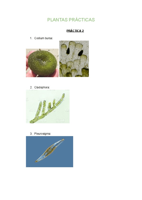 Miniatura del documento Plantas-practicas-1.pdf