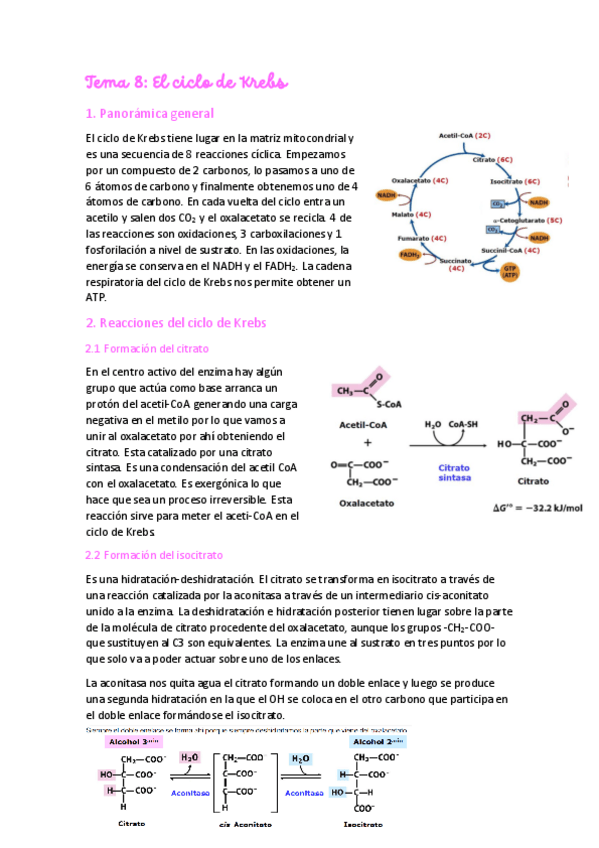 Miniatura del documento Tema-8-Ciclo-de-Krebs.pdf