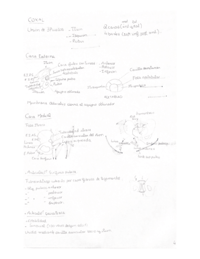 Miniatura del documento osteoartro-cintura-pelvica-.pdf