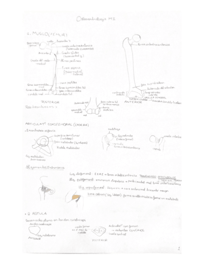 Miniatura del documento osteoartro-MI.pdf