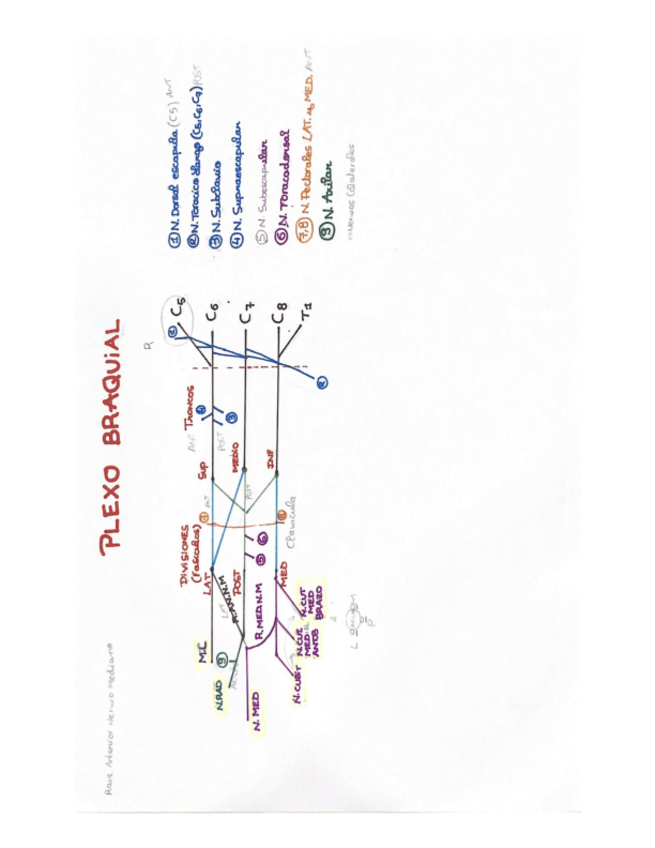 Miniatura del documento PLEXO-BRAQUiAL.pdf