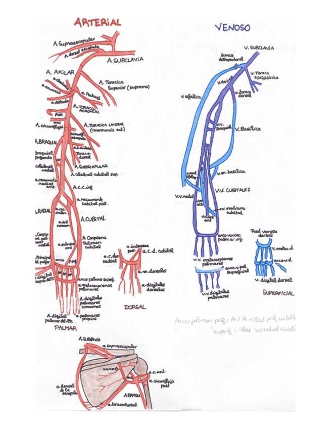 Miniatura del documento sistema-arterial-MS.pdf