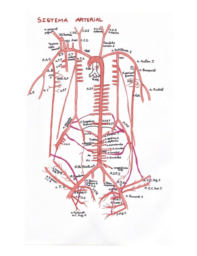 Miniatura del documento sistema-arterial-tronco.pdf