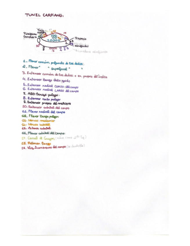 Miniatura del documento tunel-carpiano.pdf