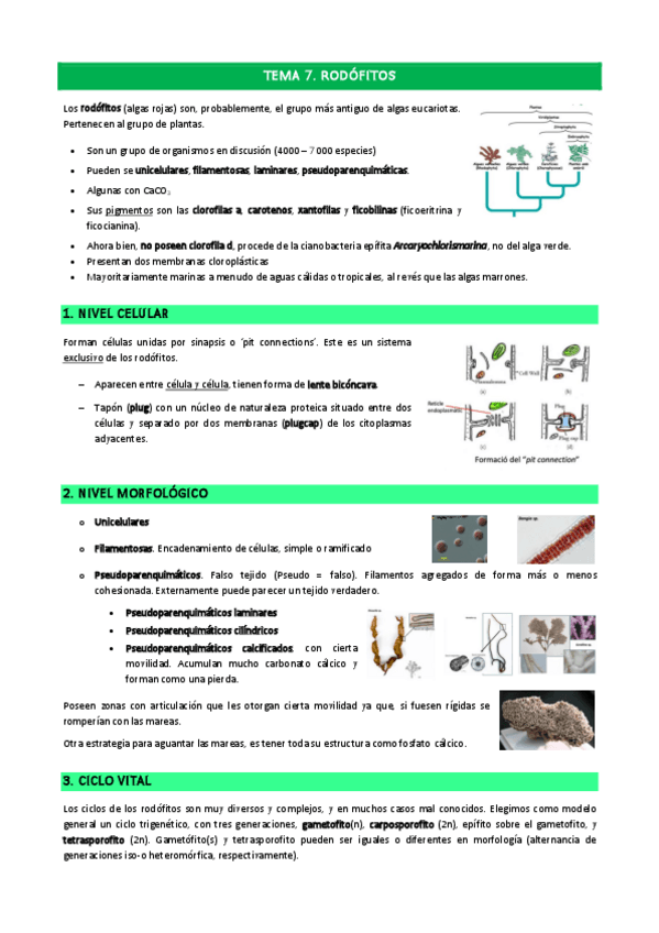 Miniatura del documento Tema-7.pdf