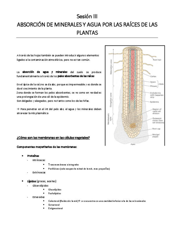 Miniatura del documento SESION-III.pdf