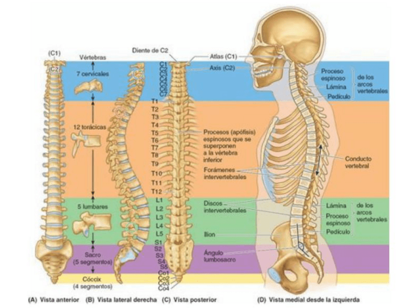 Miniatura del documento Vertebras.pdf