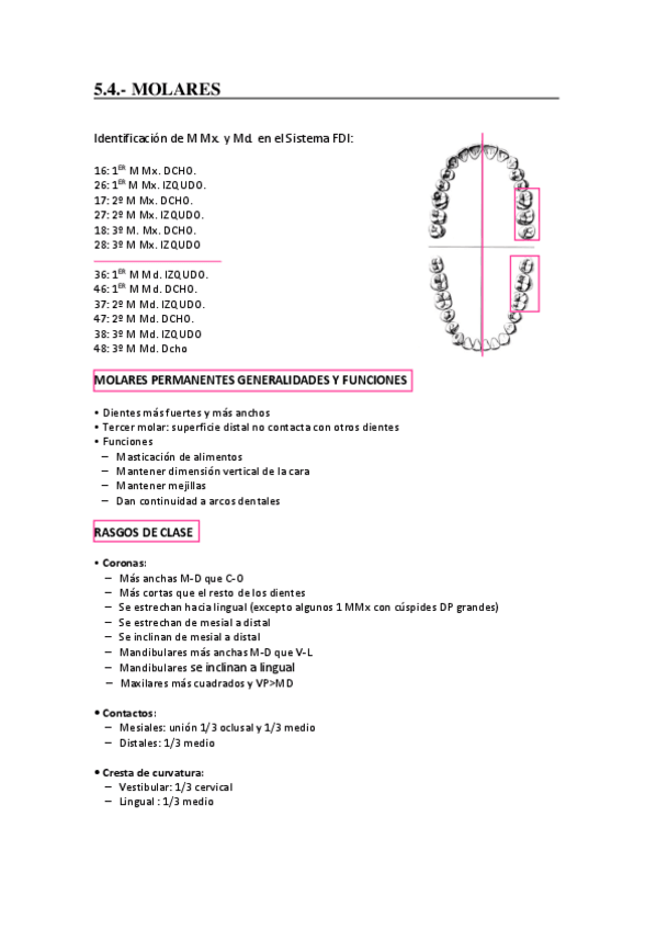 Miniatura del documento MOLARES.pdf