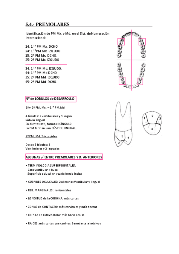 Miniatura del documento Premolares.pdf