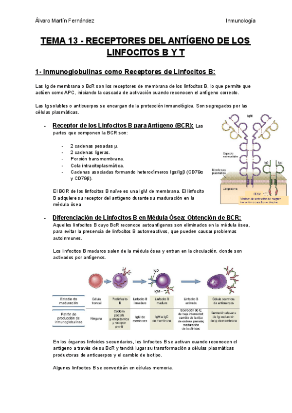 Miniatura del documento TEMA-13-RECEPTORES-DEL-ANTIGENO-DE-LOS-LINFOCITOS-B-Y-T.pdf