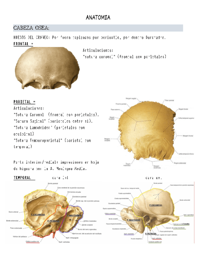 Miniatura del documento Neuroanatomia.pdf