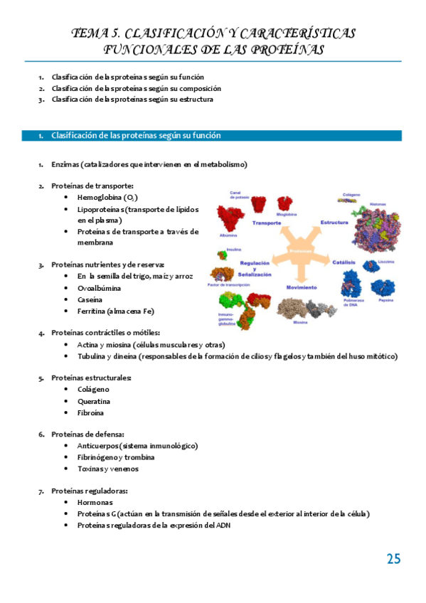 Miniatura del documento Tema 5 CLASIFICACION Y CARACTERISTICAS FUNCIONALES DE LAS PROTEINAS.pdf