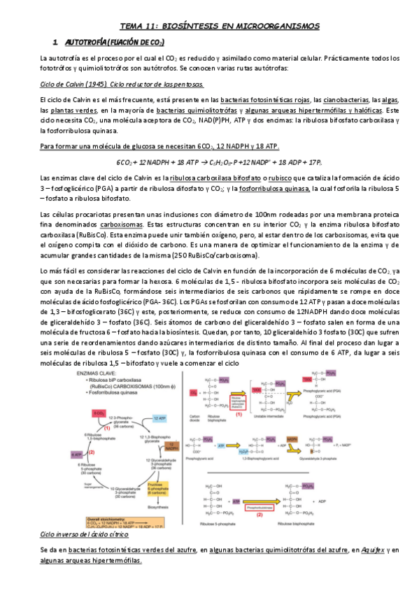 Miniatura del documento TEMA-11.pdf